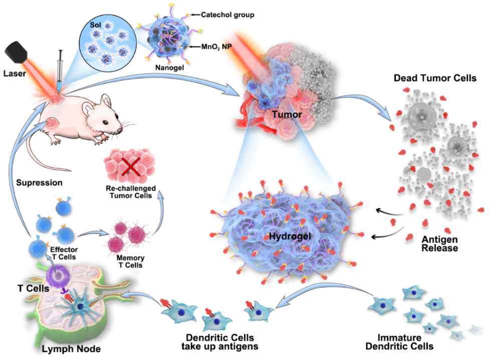 华中科技大学王芹/朱艳红AFM:可注射黏附性水凝胶捕获光热产生的抗原构建肿瘤原位疫苗的图1